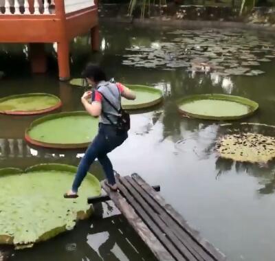日本2ch网民：蠢女人试图站到水池里的叶子上，结果悲剧了