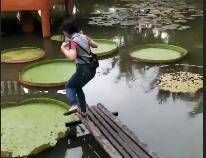 日本2ch网民：蠢女人试图站到水池里的叶子上，结果悲剧了