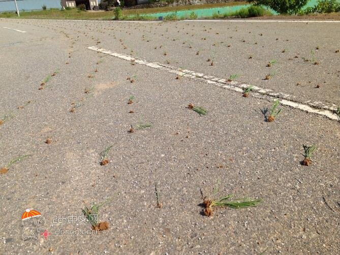 2ch：日本农民一不留神把水稻种在了水泥路上