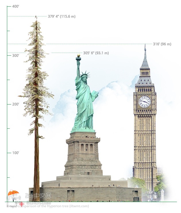 2ch：这就是世界最高的树——亥伯龙树，高度115ｍ