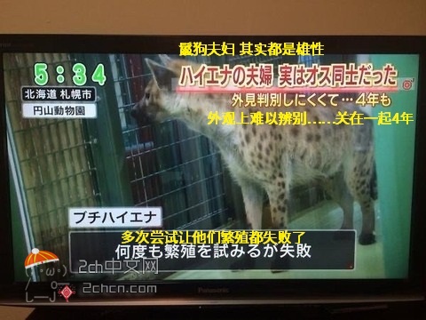 2ch：【日本】动物园里关在一起繁殖的鬣狗夫妇其实都是雄性