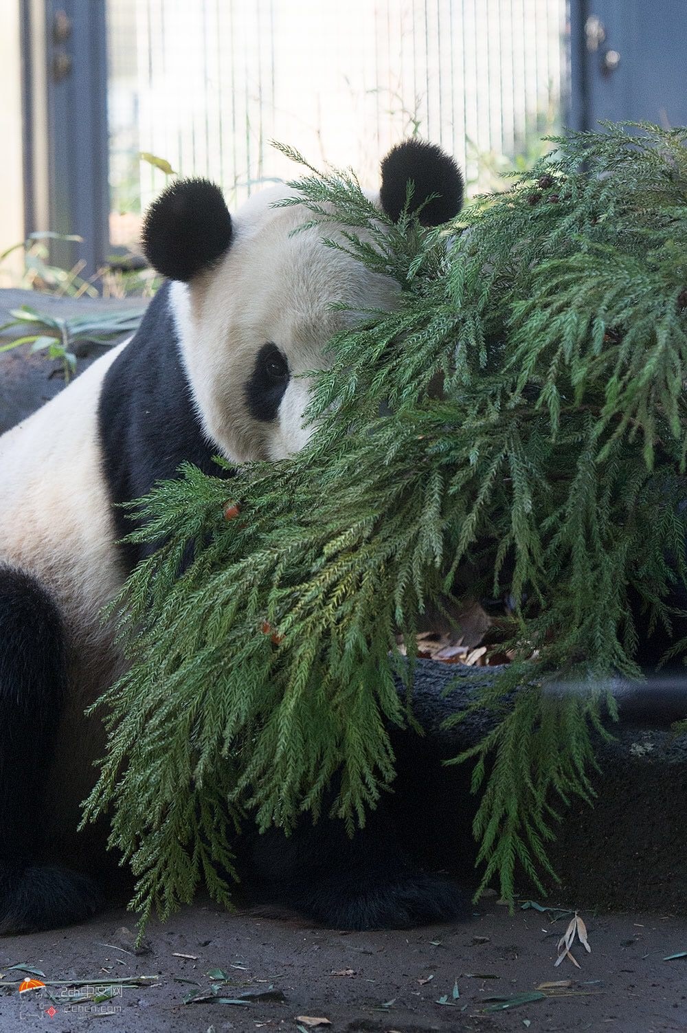 2ch：大熊猫宝宝的屁股太可爱了