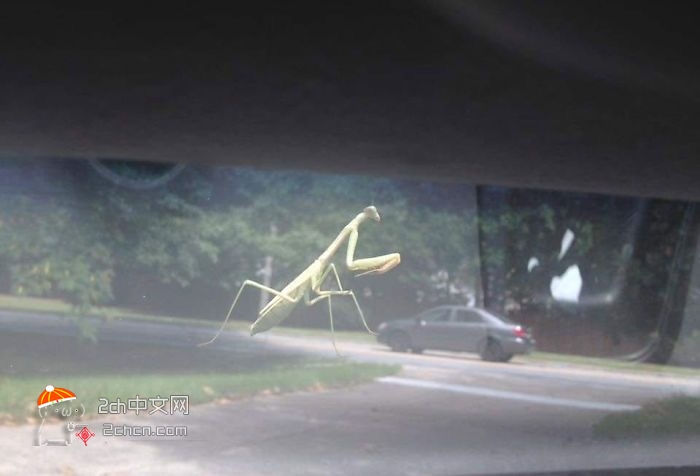 2ch：路上出现了巨大的螳螂