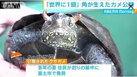 2ch：突然变异？日本出现长角的乌龟