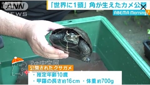 2ch：突然变异？日本出现长角的乌龟
