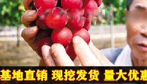 2ch：【中国】日本花14年开发的高级葡萄，苗木出现在“淘宝网”