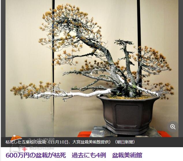 2ch：【悲报】日本600万日元的盆栽枯死