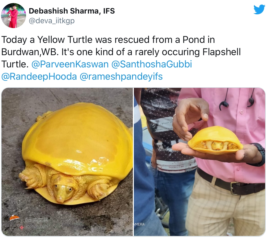 2ch：印度发现了新品种乌龟 日本网民：印度咖喱吃太多了