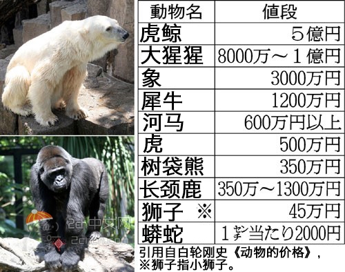 2ch：【动物的价格】大猩猩太贵了www