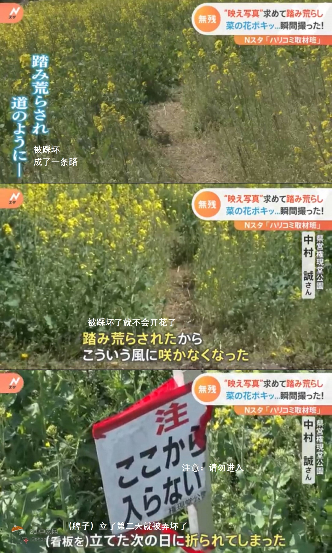 2ch：日本妹子为了拍好看的照片，跑到禁止进入的油菜花田乱踩
