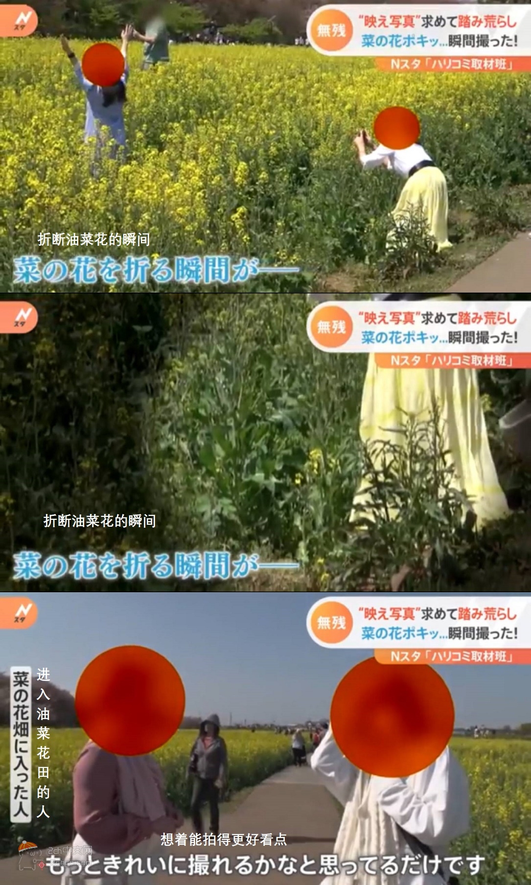 2ch：日本妹子为了拍好看的照片，跑到禁止进入的油菜花田乱踩