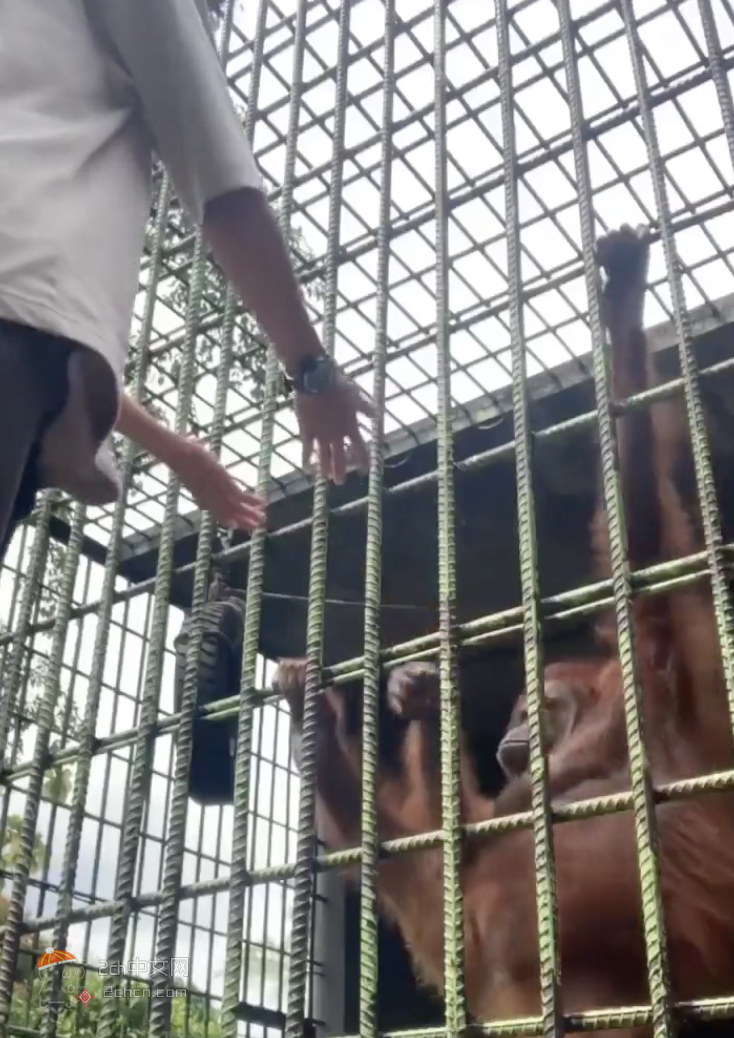 2ch：【视频】猩猩的腕力太惊人了，人类吓尿了……