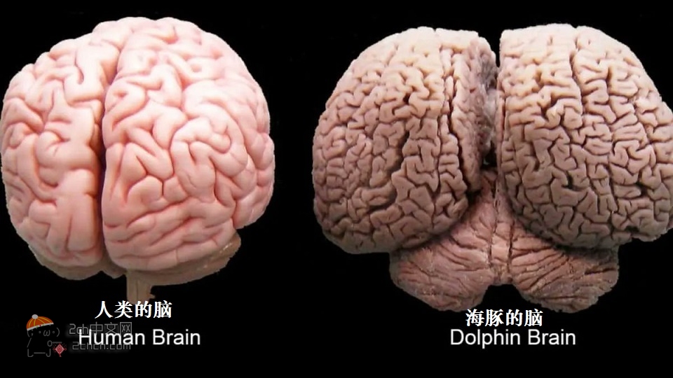 2ch：海豚的脑子比人类的大