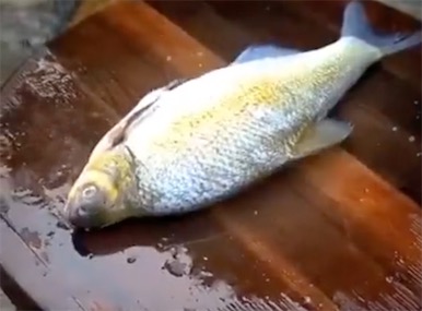 2ch：【视频】中国妹子用超级崭新的方式把鱼做成菜