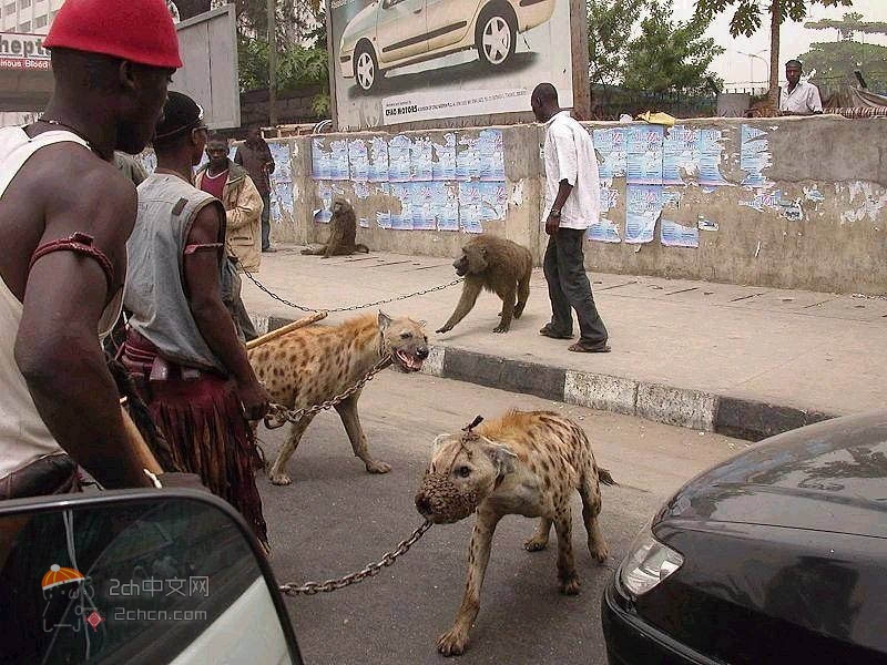 2ch：非洲人的宠物看起来有点糟糕