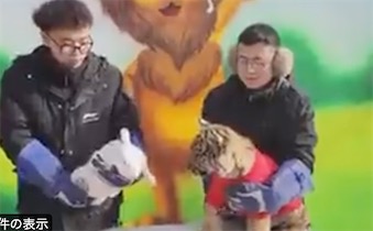 2ch：中国的动物园搞春节虎兔交接仪式，结果发生放送事故