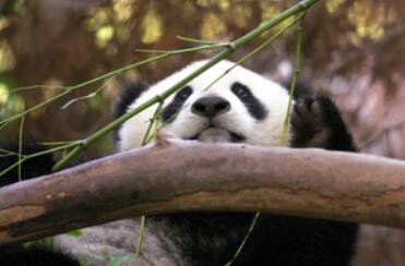 中国将新租借两头大熊猫给美国动物园 日本2ch网民：丫丫都那样了还租