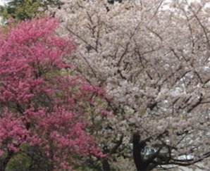 2ch：日本人「樱花树是日本的树！！」←原产中国。为什么日本人把偷来的东西搞得像自己的一样