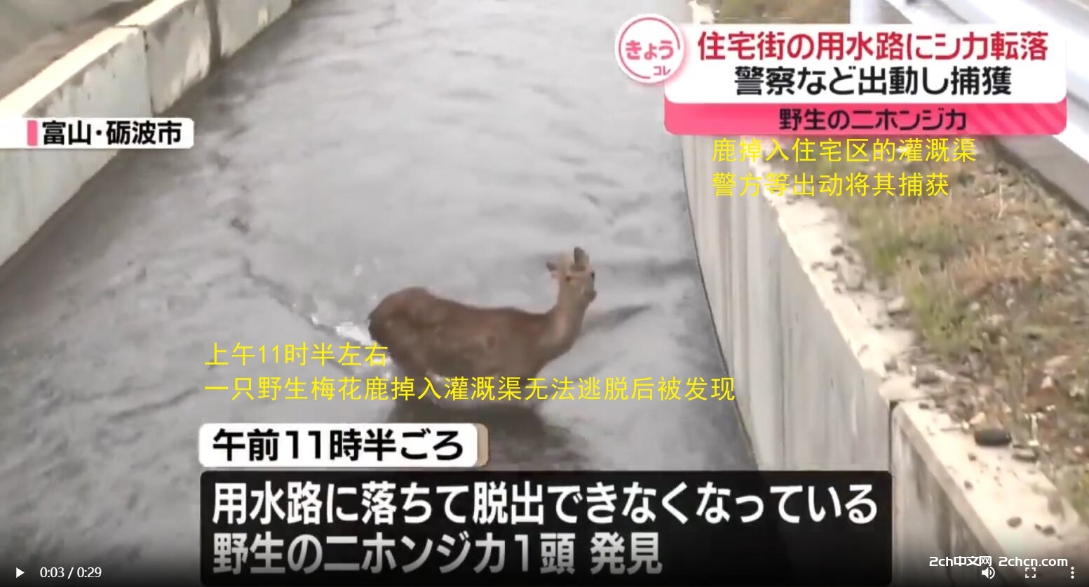2ch：掉入水渠的鹿被日本警方安全救出😄