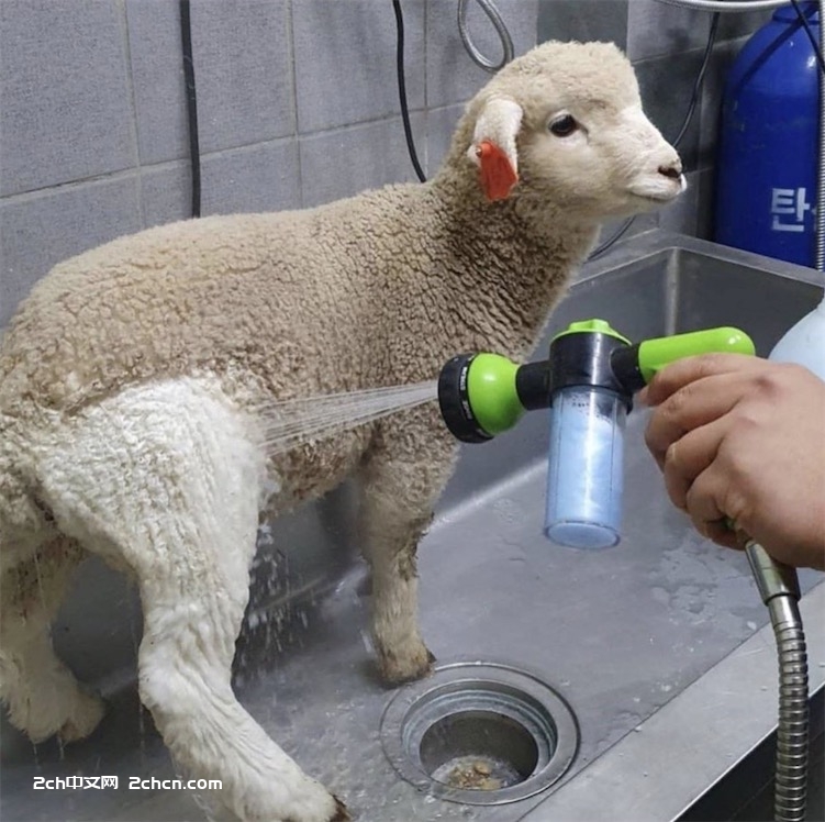 2ch：脏兮兮的小羊用水清洗后变得超可爱