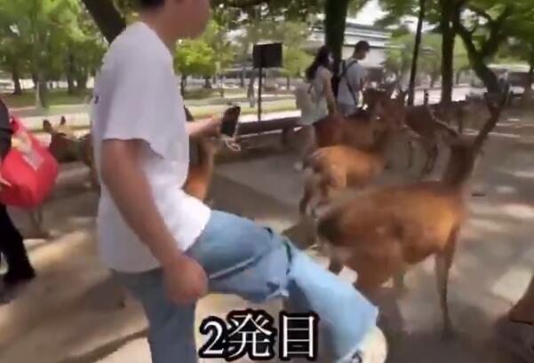 2ch：日本网络疯传（说日语、穿日本T恤）中国游客在奈良踢鹿，中国网民「又让我们背黑锅？」「明显是日本人吧」